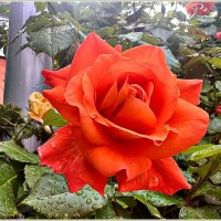 Красавица. :: Валерия Комова Красавица. :: Валерия Комова