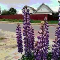 *** :: Валентина Береснева *** :: Валентина Береснева