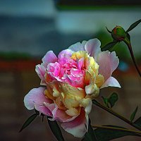 Фотозарисовка :: Владимир Кроливец Фотозарисовка :: Владимир Кроливец