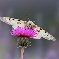 Аполлон. :: Лилия . Аполлон. :: Лилия .