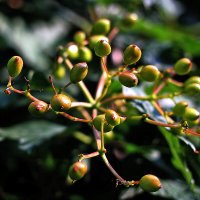 Скоро созреют :: Юрий Гайворонскiий