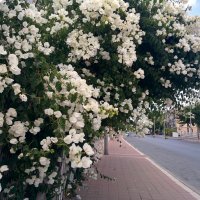 И этот куст на нашей улице :: Светлана Хращевская