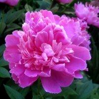 Пион :: Елена Семигина