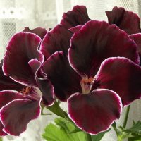 Пеларгония :: Freddy 97