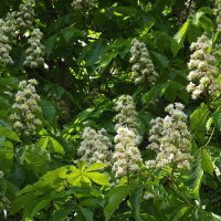 Каштан :: Freddy 97