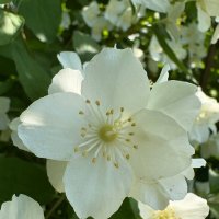 ЖАСМИН :: Ольга НН