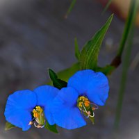 Лесной цветочек :: Аркадий Басович