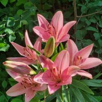 Утреннее приветствие :: Наталья 