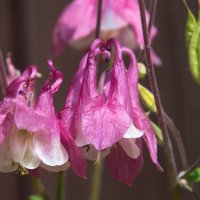 *** :: Владимир Безбородов