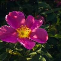 Аленький цветочек :: Валентин Котляров