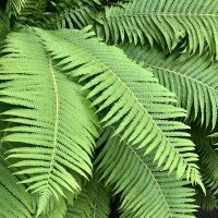 Почти Пальма)) :: Любовь 