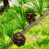 Молодо-зелено :: Галина Бобкина Молодо-зелено :: Галина Бобкина