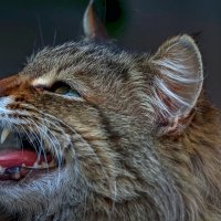 Европейская кошка :: Aleksey Afonin