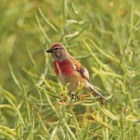 Коноплянка :: Светлана Коноплянка :: Светлана