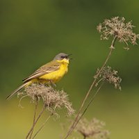 желтая трясогузка :: Светлана 