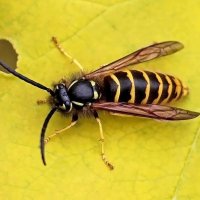 Vespula vulgaris :: Олегъ Петрович