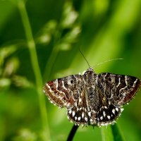 опять про бабочек 11 :: Александр Прокудин