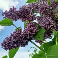 Сирень :: Сапсан 