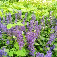 Живучка :: Сапсан 