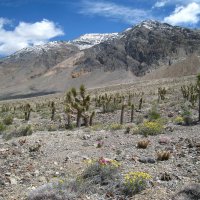 В Национальном парке Долина Смерти. :: unix (Илья Утропов)