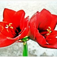 цветы :: марта Камушкина