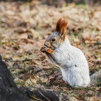 Белка :: SanSan 