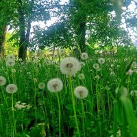 одуванчик обыкновенный :: Ольга Конькова