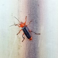 Жук пожарник :: Валерий Иванович