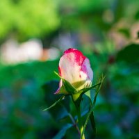 Утро :: Петр 