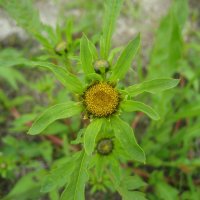 Череда :: Anna Ivanova Череда :: Anna Ivanova