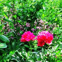 В саду :: Людмила Смородинская