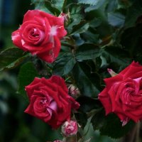 Алые  розы  Руби  Стар :: Валентин Семчишин