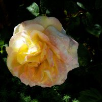 Глория  Дей :: Валентин Семчишин