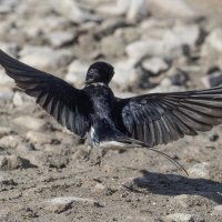 ласточка :: юрий макаров ласточка :: юрий макаров