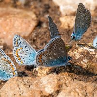 Тусовка. :: Владимир Безбородов