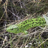 Хозяйка Медной горы :: Галина Ильясова