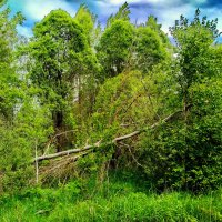 Вчера был ветер. :: Александр Сапунов