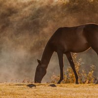 Утро летнего выгула. :: Виктор Евстратов Утро летнего выгула. :: Виктор Евстратов
