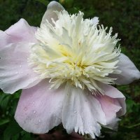 Пион :: Рита Симонова