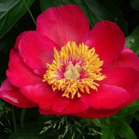 Пион :: Рита Симонова