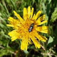 Вот и лето пришло :: Галина Минчук