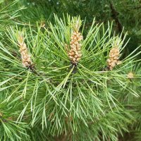 Вот и лето пришло :: Галина Минчук