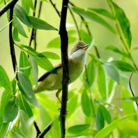 Серая славка в зарослях на берегу речки Свинцовки. :: Восковых Анна Васильевна Серая славка в зарослях на берегу речки Свинцовки. :: Восковых Анна Васильевна