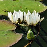 Белые водяные лилии на речке Свинцовке. :: Восковых Анна Васильевна Белые водяные лилии на речке Свинцовке. :: Восковых Анна Васильевна