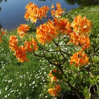 Рододендрон около пруда :: Aida10 