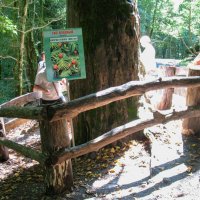 millenium yew / тысячелетний тис :: Роман Шаров