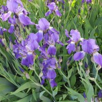 Ирисы :: Freddy 97