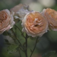 Время роз :: Светлана Тихонина