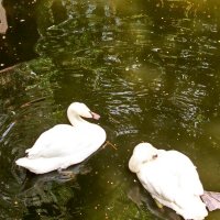 Лебеди :: Татьяна Пальчикова