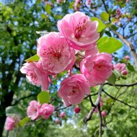 Красота...! :: Лия ☼ Красота...! :: Лия ☼